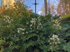 Fatsia japonica