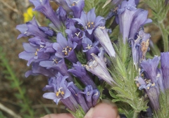 Polemonium