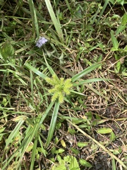 Cyperus cyperoides