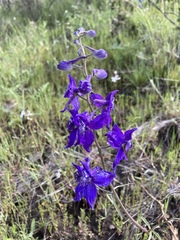 Delphinium nuttallianum