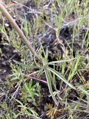 Delphinium nuttallianum