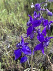 Delphinium nuttallianum