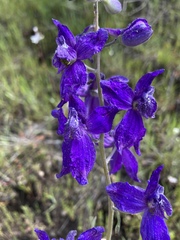 Delphinium nuttallianum