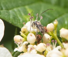 Molorchus bimaculatus
