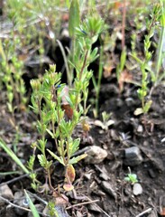 Veronica verna