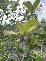 Ternstroemia stahlii