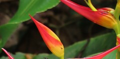 Heliconia latispatha