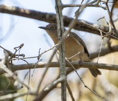 Newtonia brunneicauda