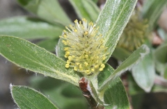 Salix glauca
