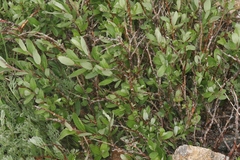 Salix glauca