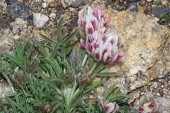 Trifolium dasyphyllum