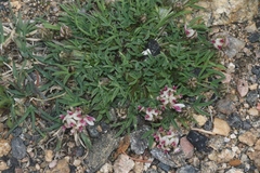 Trifolium dasyphyllum