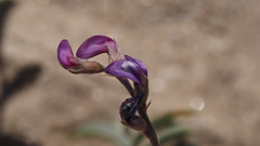 Astragalus insularis harwoodii