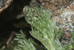 Artemisia norvegica