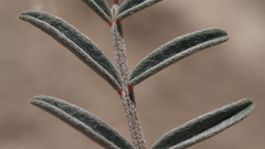 Astragalus insularis harwoodii