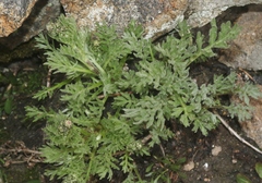 Artemisia norvegica