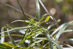 Dracaena reflexa var. occidentalis image