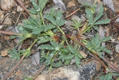 Potentilla glaucophylla