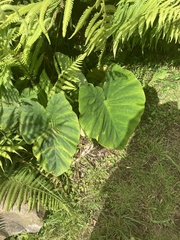 Alocasia