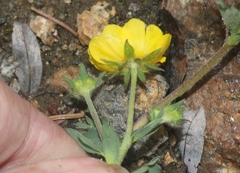Potentilla glaucophylla