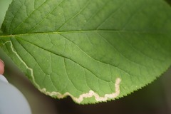 Phytomyza aralivora