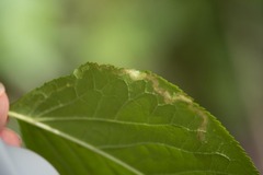 Phytomyza aralivora