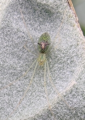Tetragnatha squamata