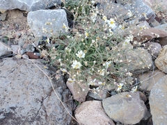 Melampodium leucanthum