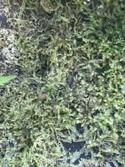 Lophocolea bidentata