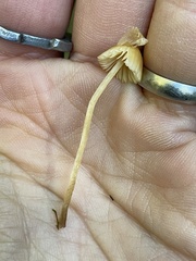 Galerina semilanceata