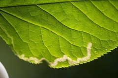 Phytomyza aralivora