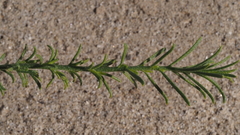 Ericameria paniculata