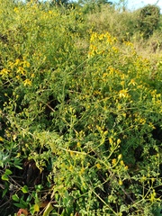 Bidens reptans