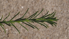 Ericameria paniculata