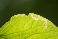 Phytomyza aralivora