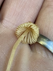 Galerina semilanceata