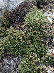 Selaginella watsonii