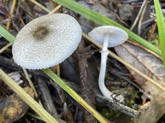 Lepiota atrodisca
