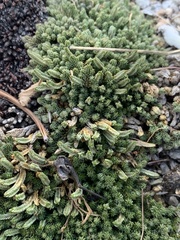 Selaginella watsonii