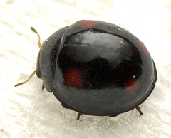 Sticholotidinae