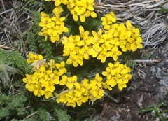 Draba aurea