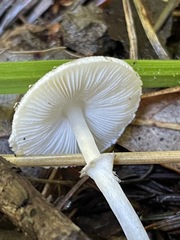 Lepiota atrodisca