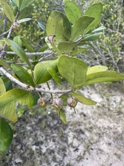 Ternstroemia stahlii