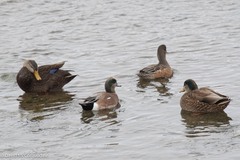 Anas rubripes × platyrhynchos