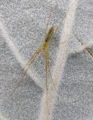Tetragnatha squamata