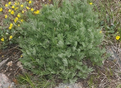Artemisia norvegica