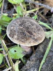 Xerocomellus mendocinensis
