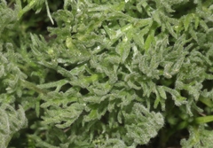 Artemisia norvegica