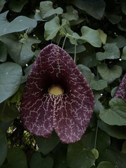 Aristolochia littoralis