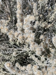 Brickellia laciniata